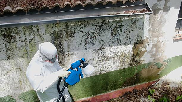 Trusted Attic Mold Removal service in Chesapeake City, MD - Cheap Mold Removal